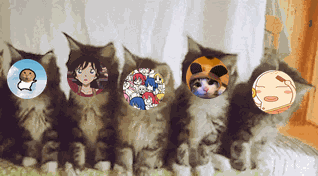 meme cats